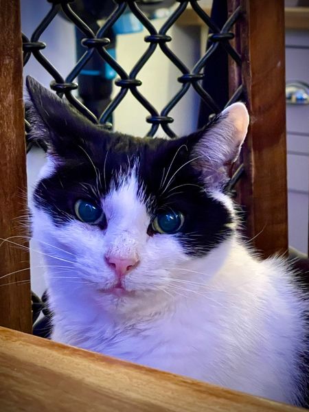 Cat food for an old boy