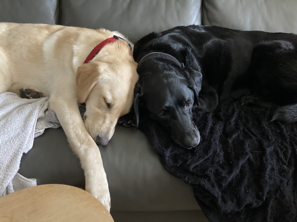 To think dogs are fantastic?