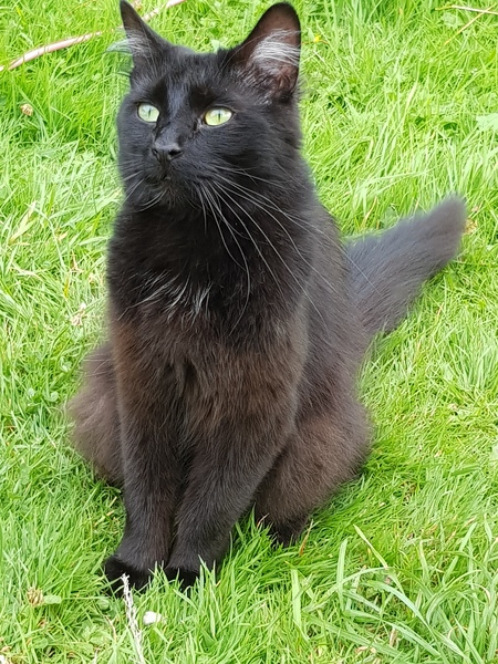 Cat photo thread