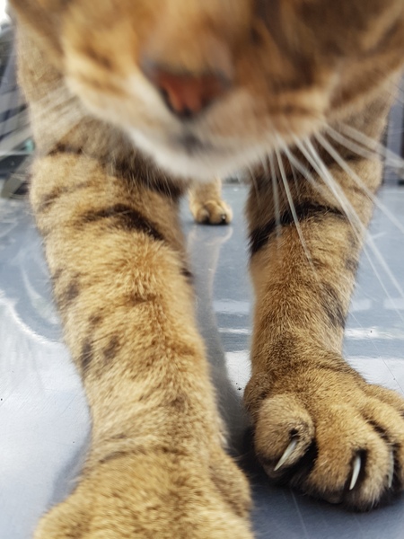 Thug cat part 4.  After all, it's not my Axminster.