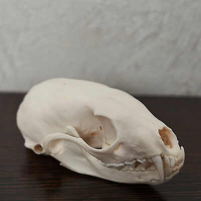 To ask what on earth is this?