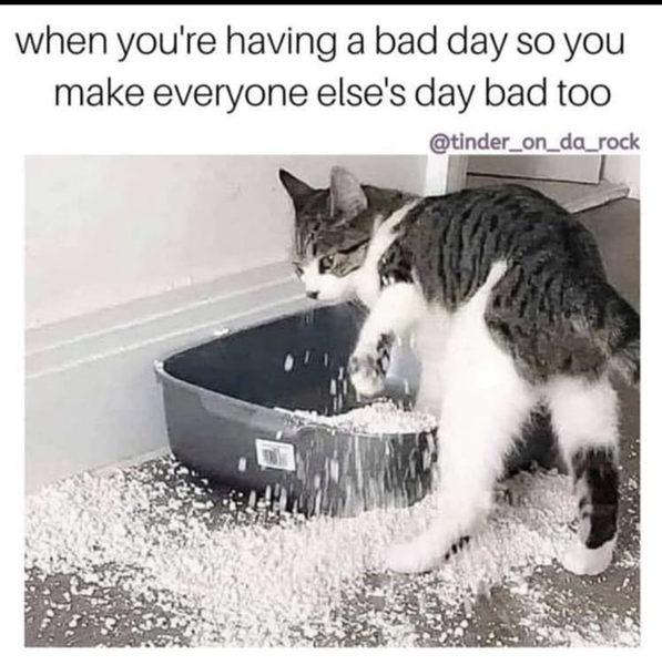 Good cat memes