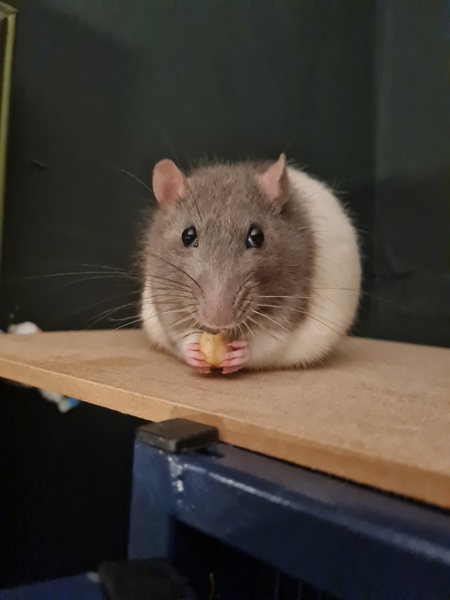 Just opened a drawer and found a dead rat
