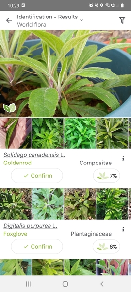 Omg is this foxglove?