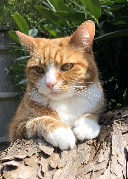 If you had a ginger cat what would you call it ?