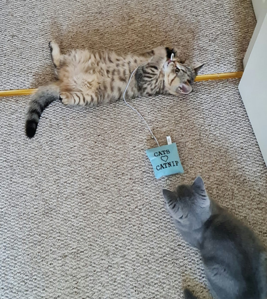 Not my cats and friends