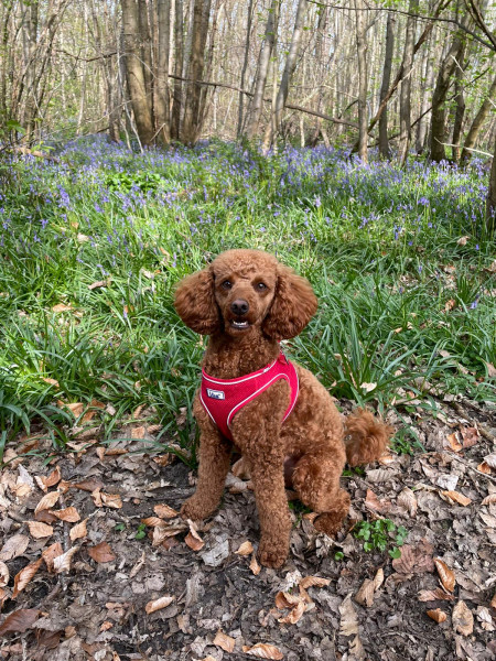 What other owners say  good and bad about your dog