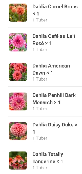 Who’s growing Dahlias this year