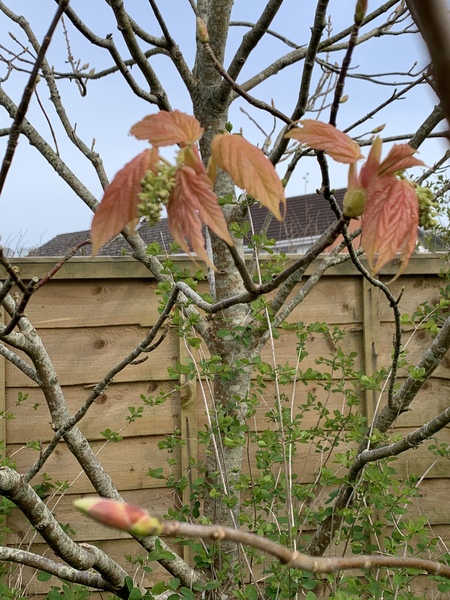 Anybody know what this tree is?