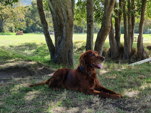 Minimum garden size for setters / pointers