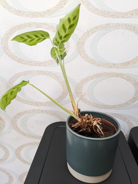 Leggy Calathea...Is there no way back from here?