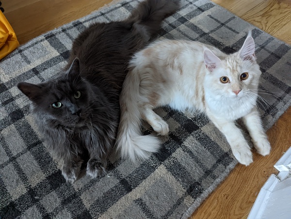Cat photo thread