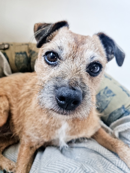 To think dogs are fantastic?