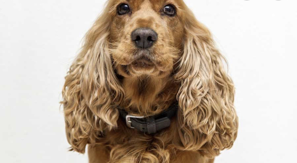 Why do people keep dangerous dogs???