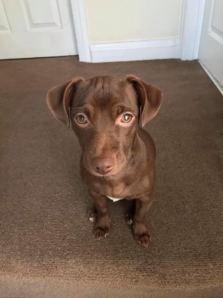 To think dogs are fantastic?