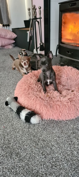 What’s the thing that your dog does that always makes you laugh