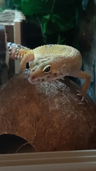 Does anyone have an unusual pet? Meet "Pancake" (probably don't click if you don't like insects - she's a praying mantis)