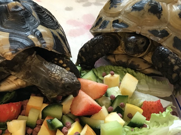 Is a tortoise a good pet? Can they live in the house/garden?