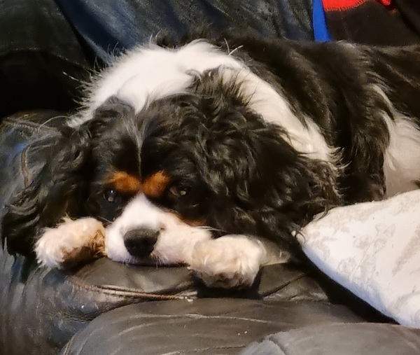 To think dogs are fantastic?