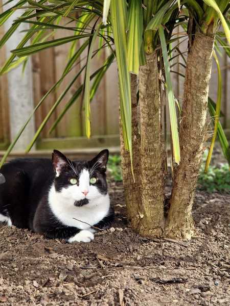 Can anyone recommend a good cat tracker?