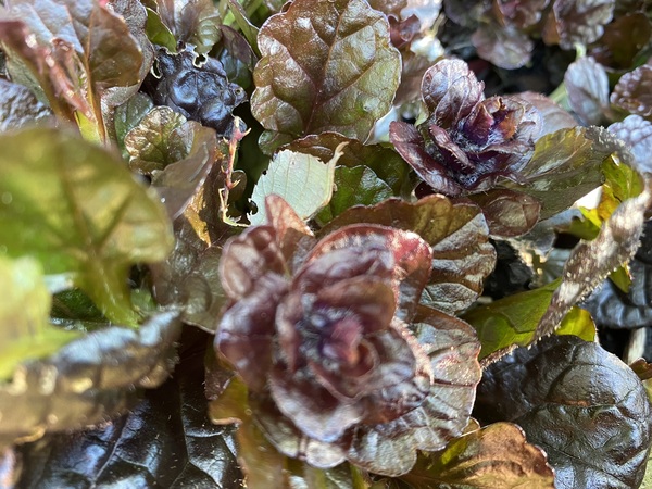Help needed with plant ID please!