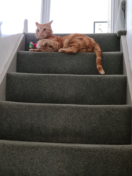 Toys that cats actually play with