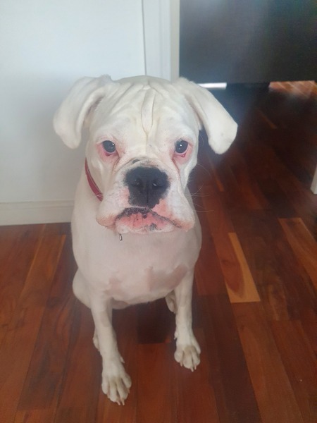 To think dogs are fantastic?