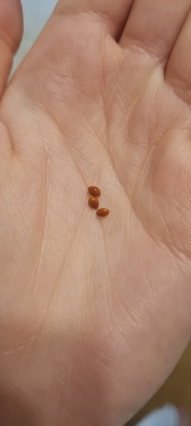 Wtf in my bed??