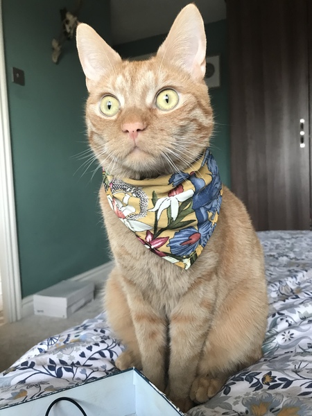 If you had a ginger cat what would you call it ?