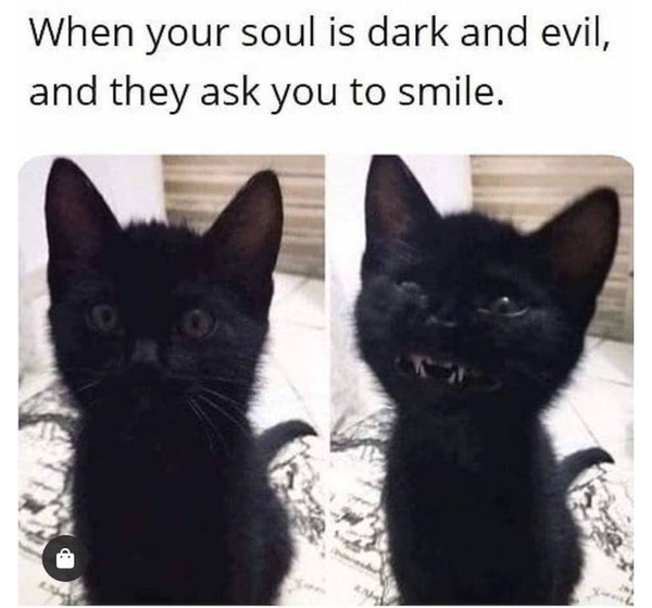 Good cat memes