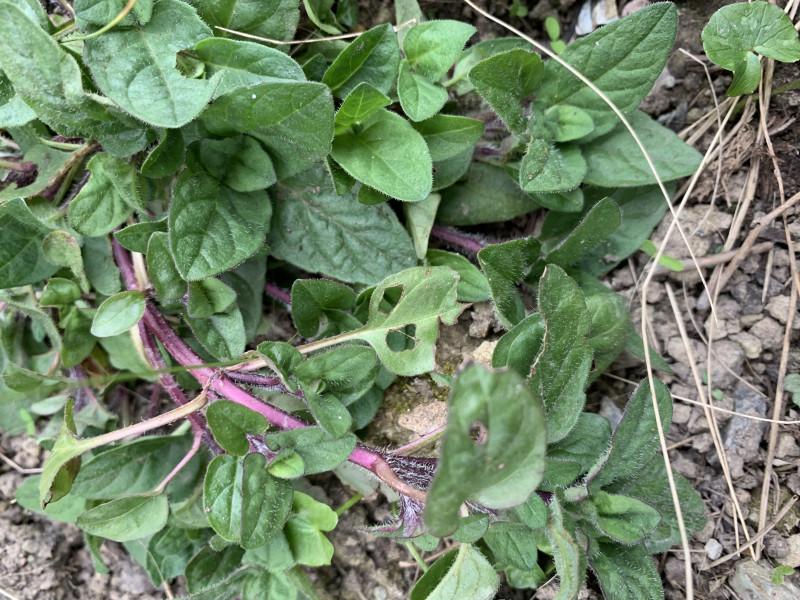 Is this a weed?
