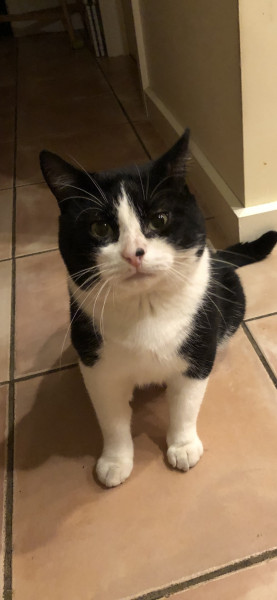 Is this sweet boy a British Shorthair cross? Or just a moggie? 