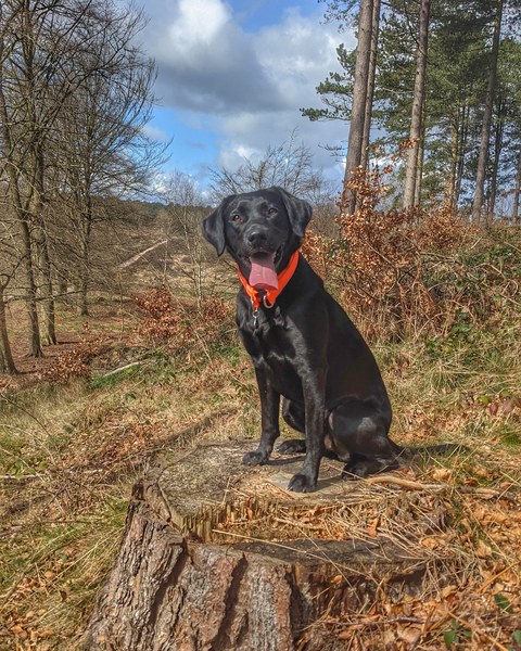 Puppy Survival Thread: muddy footprints into Spring 2022