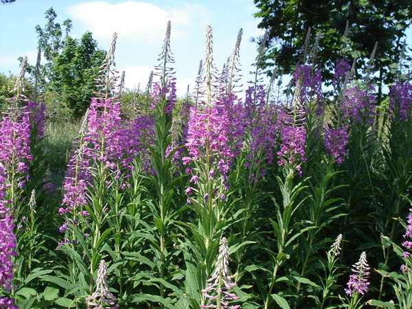 Omg is this foxglove?
