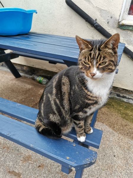 10 Today! (Cat-milk & chicken drink all round!)