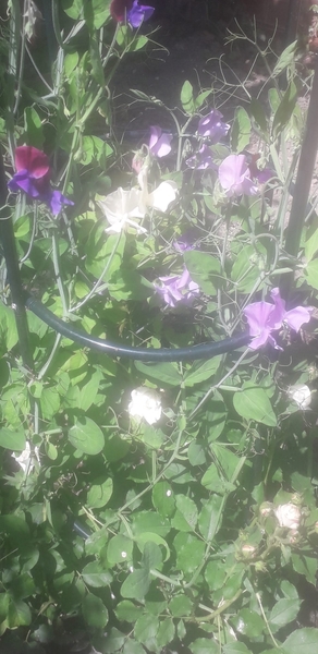 What new roses does everyone have for this year?