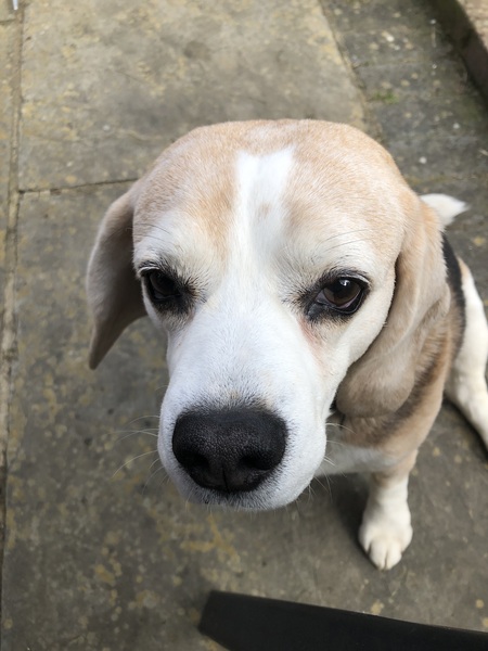 To be totally fed up with dogs?