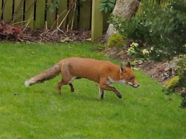 A fox in my garden