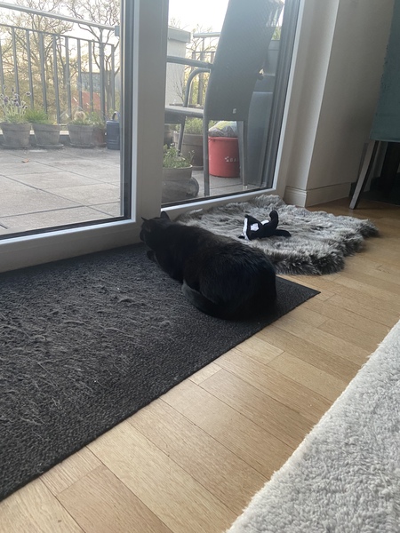 Cat photo thread