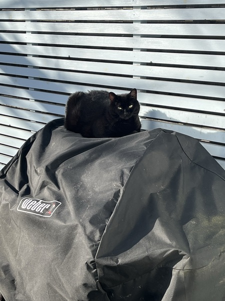Cat photo thread