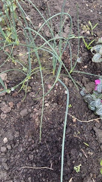 Are these alliums?