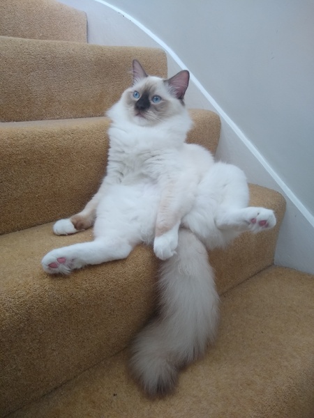 Cat photo thread