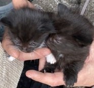 So I think we're about to be enslaved by a kitten..