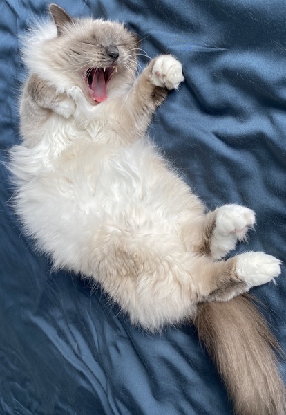 Cat photo thread