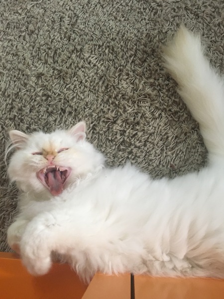 Come on - surely it's funny cat picture time?!