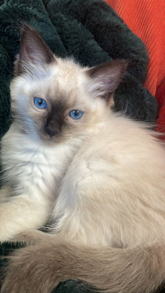 Just wanted to share a photo of my daughter's new kitten!