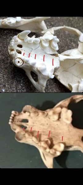 To ask what on earth is this?