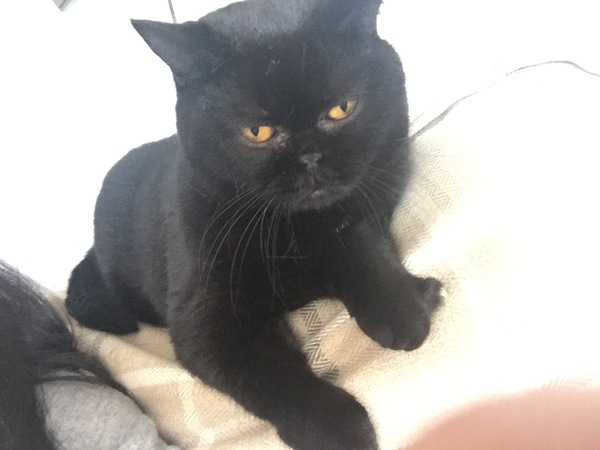 Help me pick a name for my black kitten! 🖤