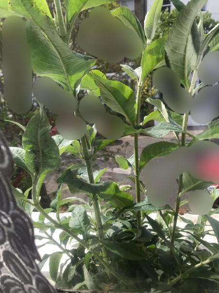 Mould, damp and uninvited plants