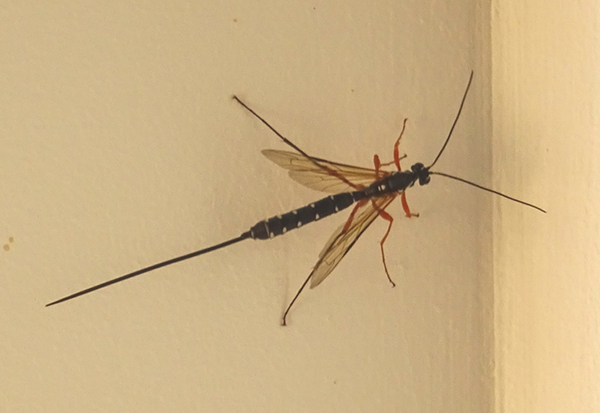 PLEASE TELL ME WHAT THIS IS?!?!?!!!